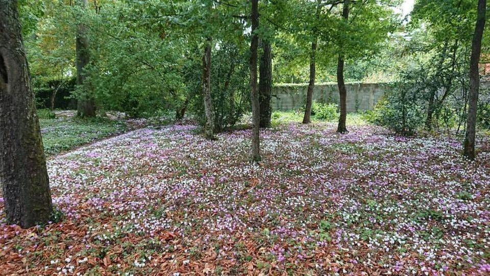 Hotel Le Buisson Montlouis-sur-Loire Exteriér fotografie